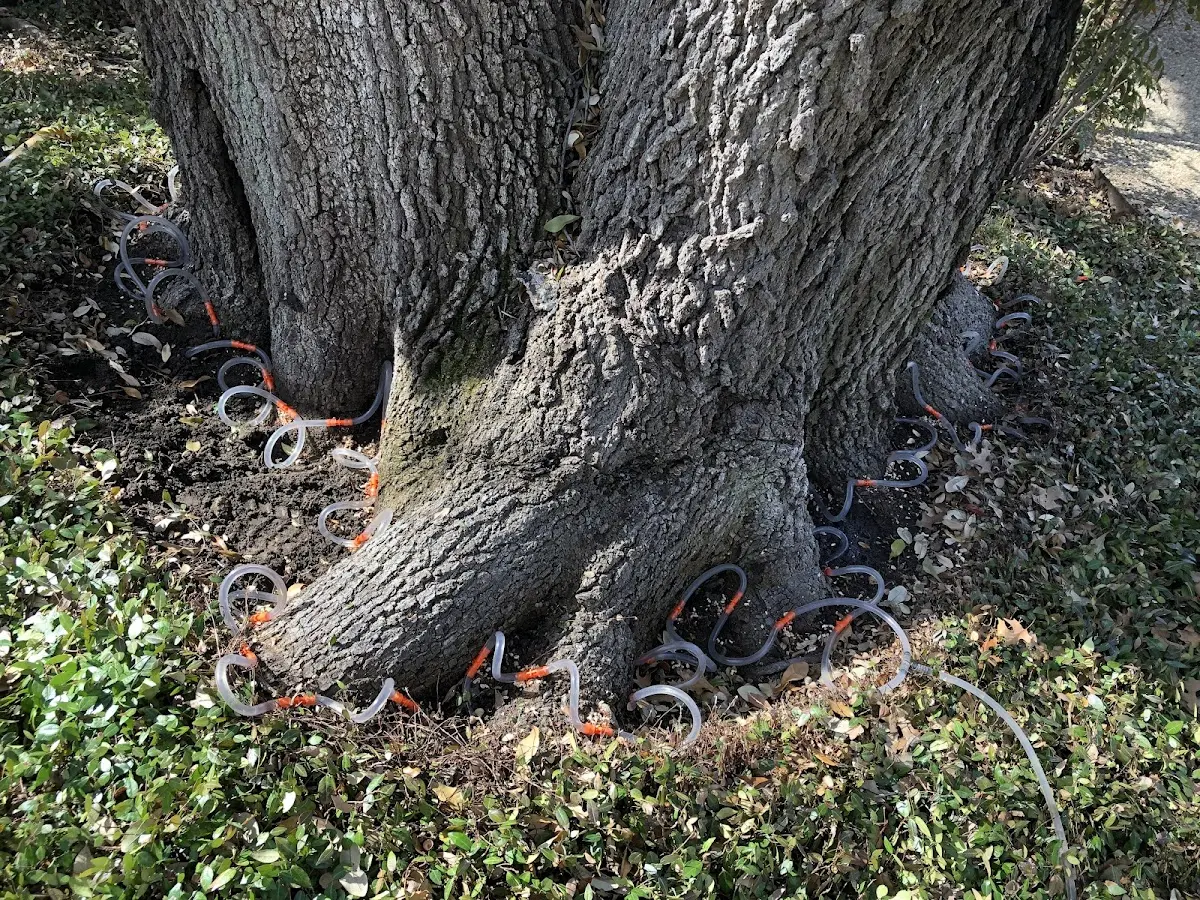 Detailed Tree Cabling and Bracing job site in Rocky Hill