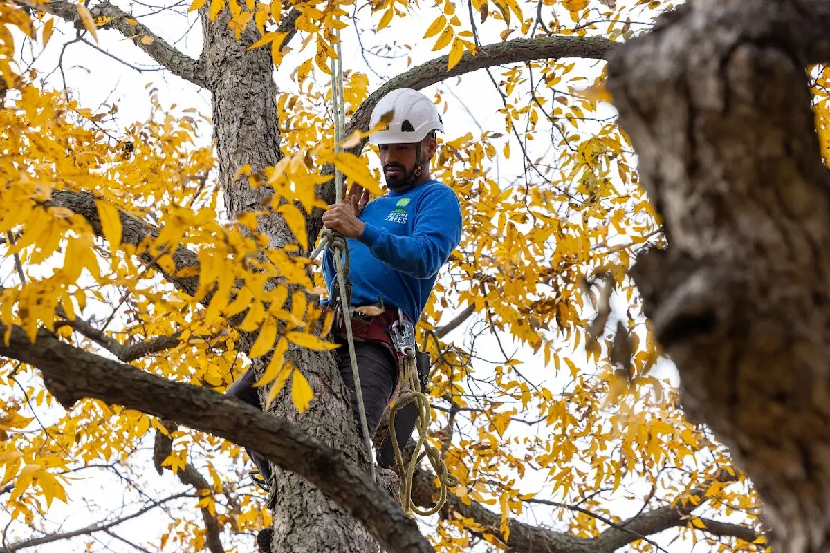 Skilled Tree Planting crew working in Rocky Hill